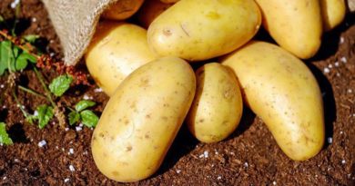 Покупка семенного картофеля: категории и правила выбора